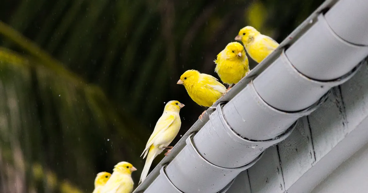 Por qué un canario se hincha y ahueca las plumas