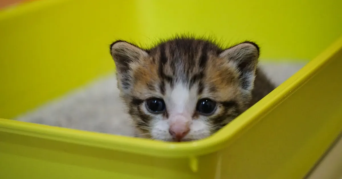 Por qué huele la arena del gato y qué corta el olor de verdad