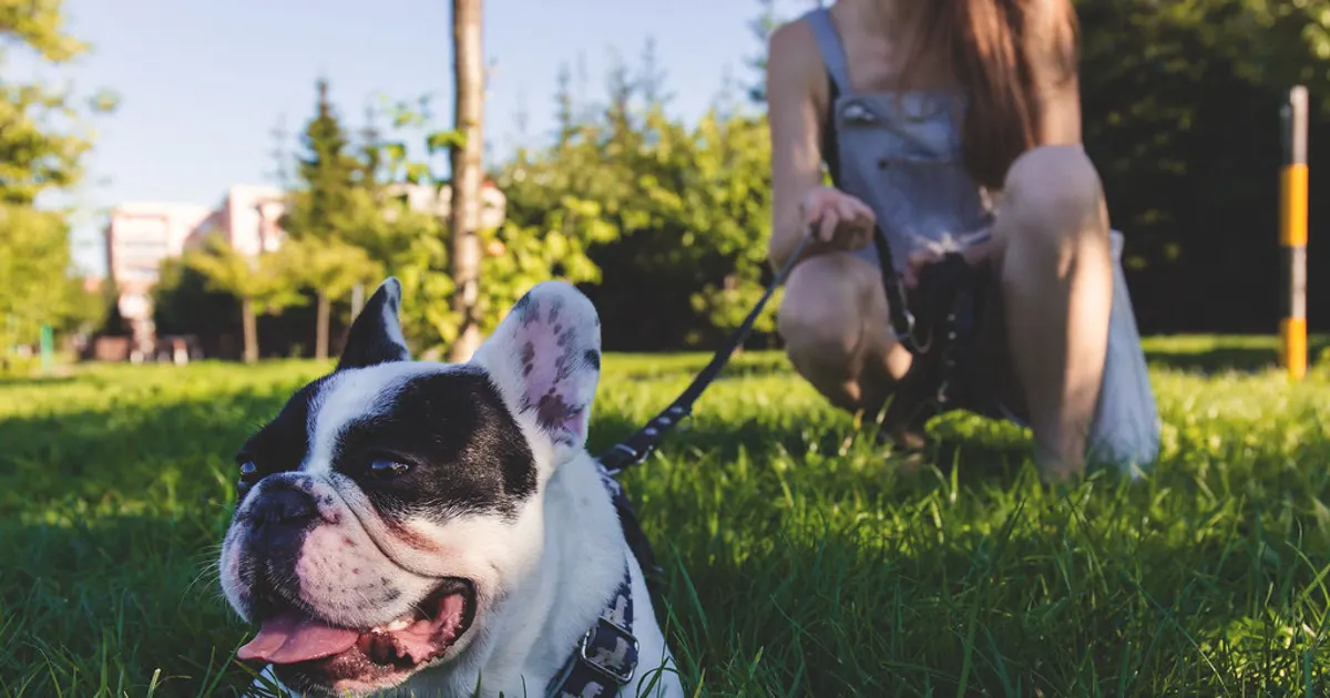 Para qué sirve el paseo del perro (además de para lo evidente)