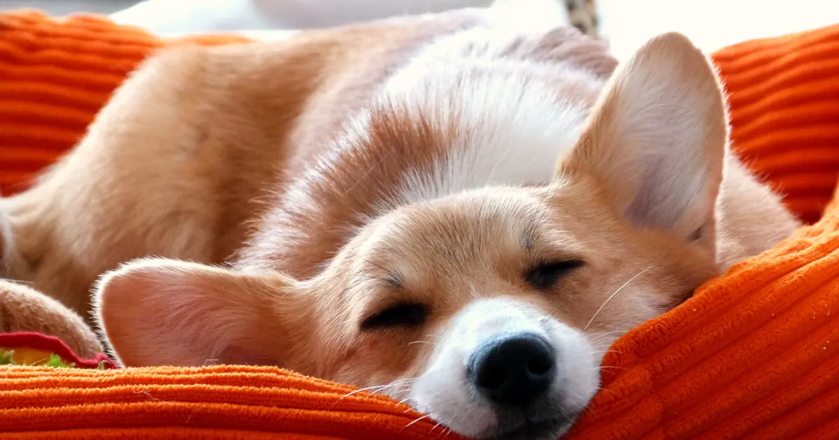Mi perro no duerme por la noche: por dónde empezar