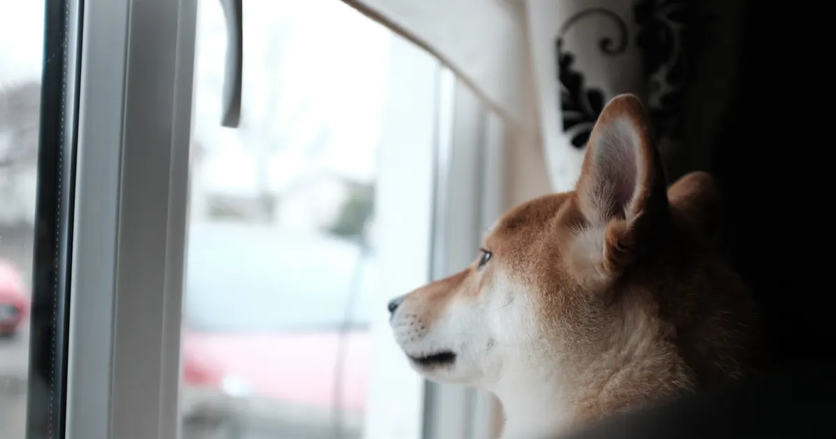 Dejar al perro o al gato solo en casa: el mes en que todo cambia