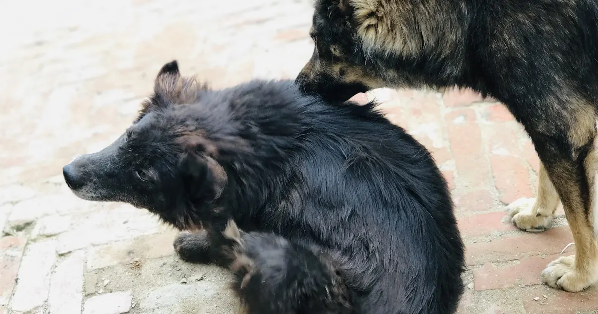 Pulgas y garrapatas: por qué vuelven y qué se hace en casa
