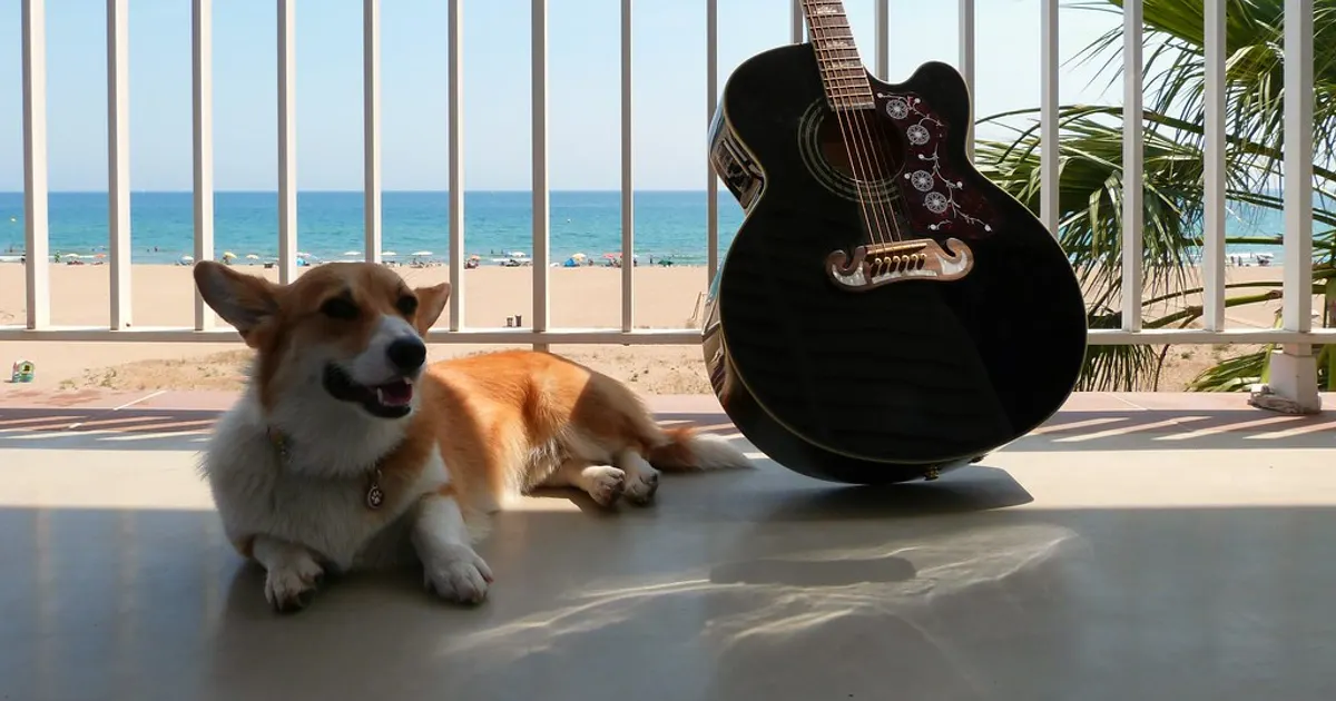 De vacaciones con perro o gato: llevarlo, dejarlo y qué preguntar