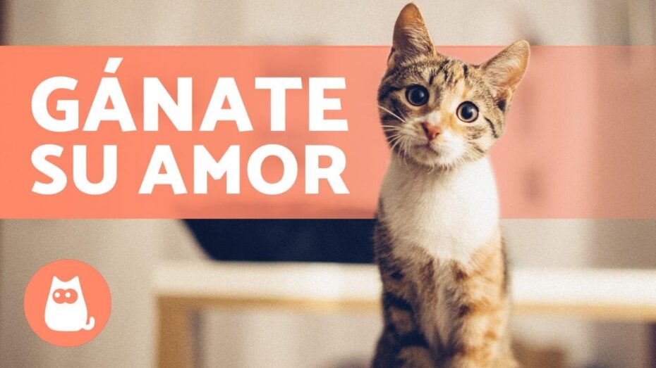 Consejos clave para mantener a tu gato feliz y saludable: datos importantes Consejos clave para mantener a tu gato feliz y saludable: datos importantes