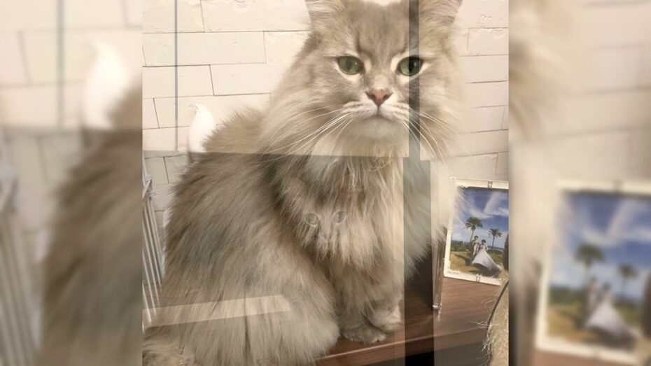 El Ragamuffin: Un enorme y cariñosísimo gato El Ragamuffin: Un enorme y cariñosísimo gato