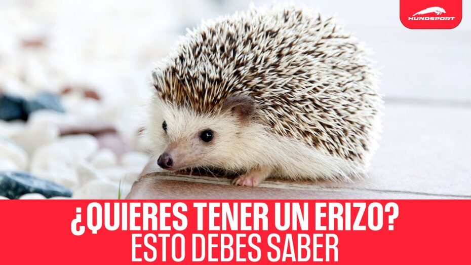 Erizos como mascotas: Conoce los diferentes tipos
