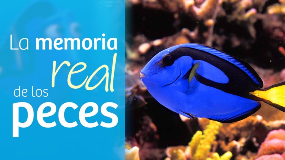 La increíble verdad: ¿Los peces realmente tienen memoria?
