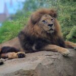 Los cinco grandes de África: descubre su majestuosidad