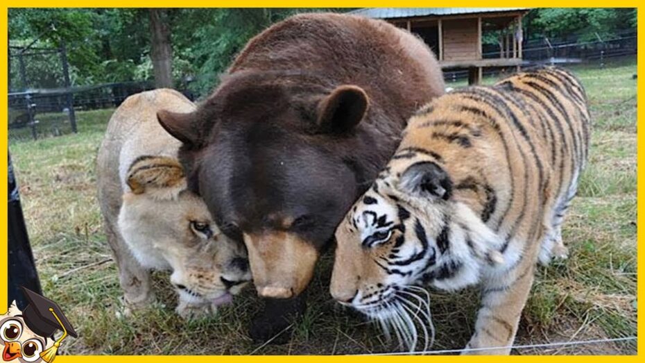 Por qué los animales adoptan crías de otra especie: descubre esta sorprendente conducta Por qué los animales adoptan crías de otra especie: descubre esta sorprendente conducta